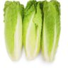 Romaine Lettuce